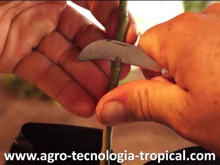 Injerto de Naranja Valencia sobre mandarina Cleopatra